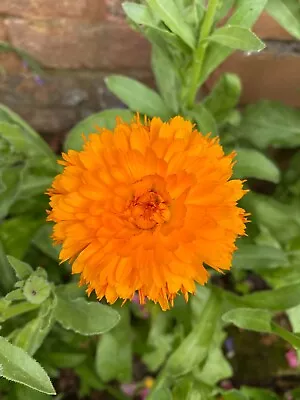 Double Calendula Organic Seeds; Orange Flowers Easy Cottage Garden Flower • £1.09