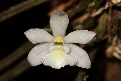Leptotes Pauloensis Small Orchid Mounted • $34.85