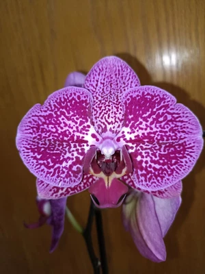 $35 • Buy Phalaenopsis Orchids Z4 X Spotty Dotty Butterfly Flowering Size 