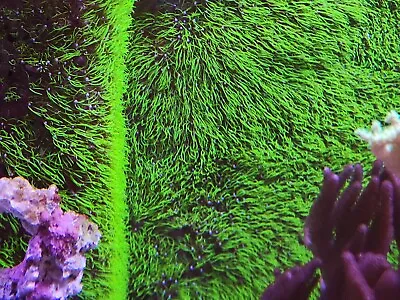 Live Green Star Polyp Coral Frag 4 X1  Free Priority Shipping!  • $60