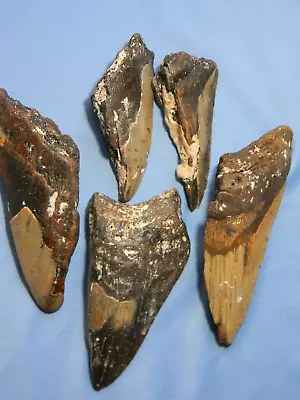 Megalodon Lot Of 5 Teeth No Restoration Fossil Sharks Tooth • $29.95