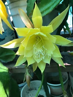 Alchemy Epiphyllum Orchid Cactus Cutting • $8