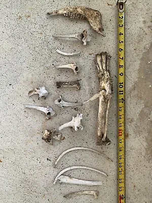 Lot Of 15 Animal Bones Pig Coyote Fox Deer • $48