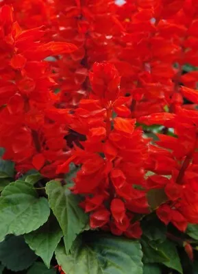 X15 Salvia Vista Red MINI PLUG PLANTS Hanging Basket Garden Boarder Flowers Mix • £8.50