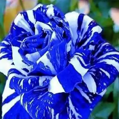 Blue And White Striped Dragon Rose Seeds Rare Unusual Stunning Garden Plant • £4.81
