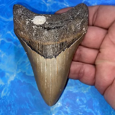 Megalodon Shark Tooth 4.41” Huge Teeth Meg Scuba Diver Direct Fossil Nc 2835 • $22.50