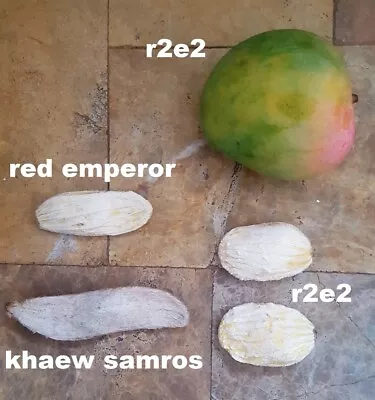 4 Fresh Mango Seeds: R2e2 / Kim Hong / Kheawsamros Etc Treeplantfruitthai • $9.81