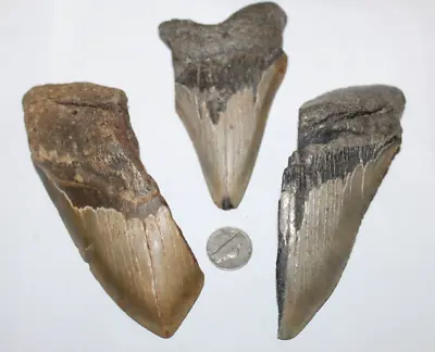 MEGALODON Fossil Giant Shark Natural NO Repair LOT OF 3 BEAUTIFUL TEETH • $85