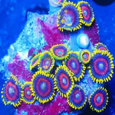 4 Premium Zoa Pack ALL Designer- Live Coral/SOFT/SPS/LPS/Zoa/Anemone • $65