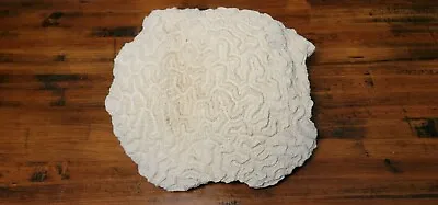$195 • Buy Large Bright White Brain Coral Fossil With Lots Of Cool Worm Holes Underneath.