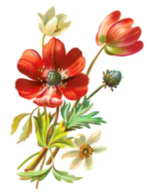 Vintage Image Orange Poppy Flowers Furniture Transfers Waterslide Decals FL539 • $12.99