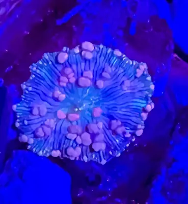 Neptune Bounce Mushroom Shroom WYSIWYG Frag Rare Live Coral • $99.99