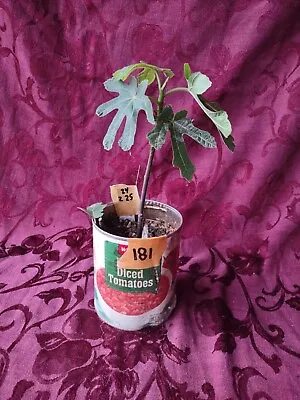 Fig Tree - 'Black Mission' - Brown Turkey Live Fig Tree - Ficus Carica #181 • $14.99