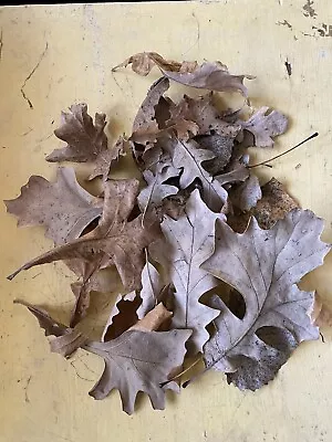 Real Oak Leaves Dried 1 Gallon Bag Organic Use For Terrarium Craft Isopod Food • $8