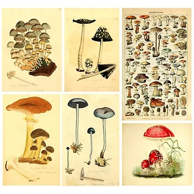 Vintage Botanical Posters Educational Vintage Mushroom Chart Biology Science • £3.99