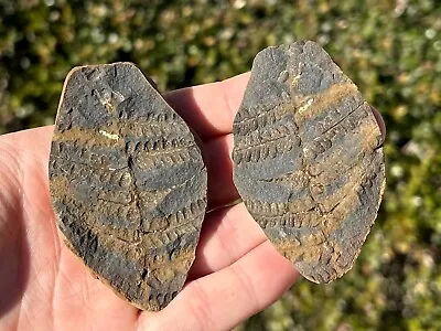 Mazon Creek Fossil Fern Pair 2.75” Illinois Plant Leaves Pennsylvanian Age • $19.99