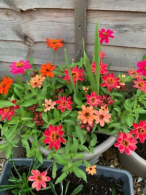 Zinnia Elegans 35 Seeds_Mixed Colours_Caroussel_Decorative Plant_Garden Flower • £2.99