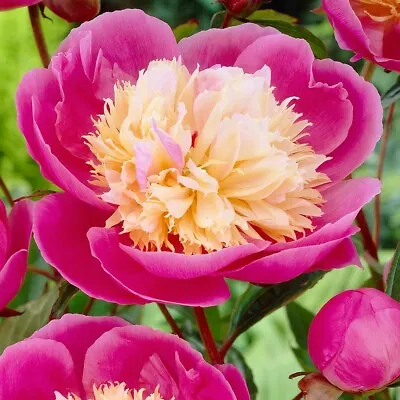 Bowl Of Beauty Semi-double Peony (paeonia) Perennial Plant Potted 1 Litre • £13.50