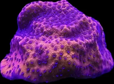 Live Coral Montipora Mystic Sunset 3/4”+ • $15