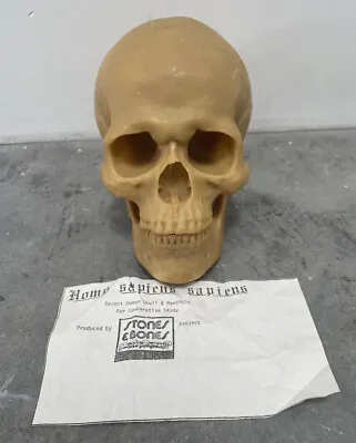 Model Skull -Homo Sapiens Sapiens - Medical Education Anatomy Stones & Bones • $42.85