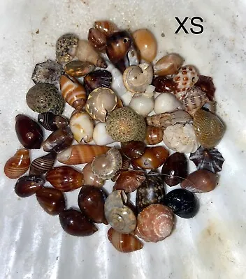 Hawaiian Seashells XS 60 Pcs Handpicked Kauai • $18