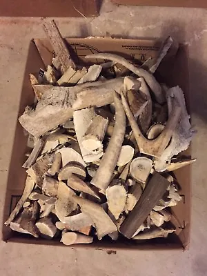 3 Lb Of Elk & Deer Mix Antler Scraps/Tines/Cut Pieces-rustic-decor-crafts-Lot • $14.99