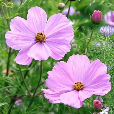 Cosmos Bipinnatus 'Sensation Pinkie' / Flowers All Summer / 500 Seeds • £1.49