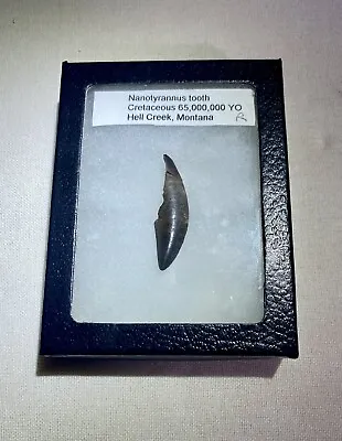 Big Nanotyrannus Dinosaur Fossil Tooth Cretaceous Hell Creek Juvenile T-rex?  • $429