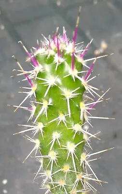 £30 • Buy V Rare Offered, Pad/Offset Consolea Corallicola Cactus!, Succulent, Opuntia