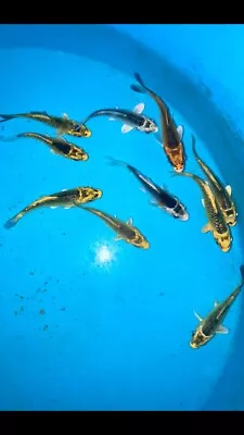 The Matsuba Mix 10 X 2-3”  A** Tosai Koi  Carp Direct From The Farm! • $75