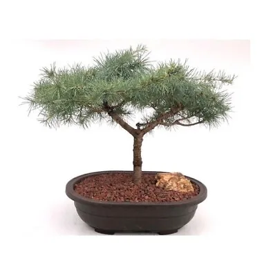 Cedrus Deodara 17  Tall Deodar Cedar Snow Sprite Outdoor Bonsai Tree  34 Y.o. • $495.95