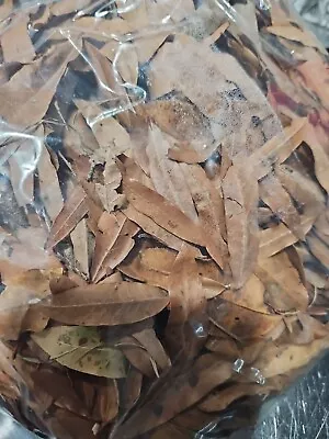 1 Gallon Organic Leaf Litter Willow Oak Leaves Pet Reptile Terrarium Isopod Frog • $10