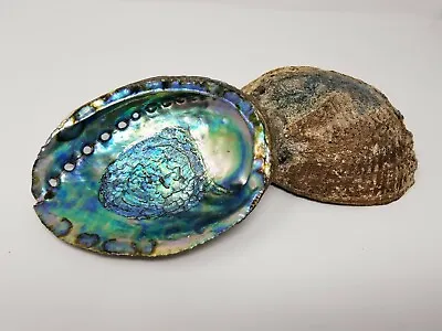 Extra Large XL Abalone Seashell 6-7  (2 Pcs) Smudging Bowl • $25.35