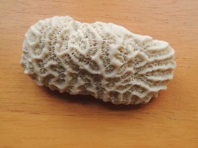 Dried Natural BRAIN CORAL Fossil Specimen Sea Ocean Reef Beach 3   • $4.95