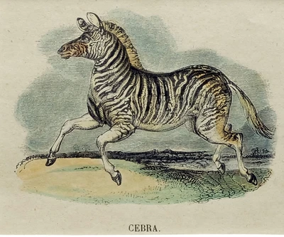 £19.62 • Buy (P1) 1863 Original Antique Engraving Hand Colored MAMMALS  (05160)
