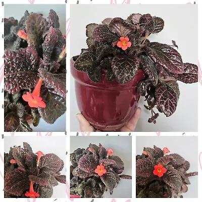 Variegated Flame Violet Pink Smoke Episcia Cupreata • $15