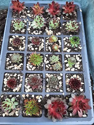 5 Sempervivum Potted Plants Succulents House Leeks Hen And Chick Easy Care • £12
