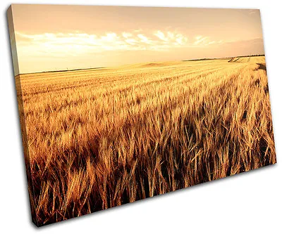 Corn Field Landscapes SINGLE CANVAS WALL ART Picture Print VA • £24.99