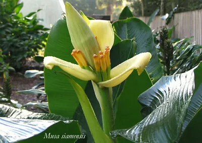 Musa Siamensis Thai Gold 10 Seeds • $4.59