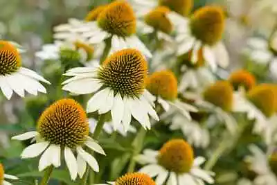 Coneflower Echinacea Purpurea White Swan 180 Seeds+FREE REUSABLE PLANT  LABEL • £1.85