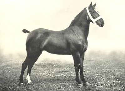 HORSES. Hackney Pony Mare- Fylde Classic  Winner Of Numerous Prizes 1912 Print • $8.70