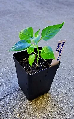 Hawaiian Chili Hot Pepper Live Plant Birdseye Heirloom Organic • $16.99