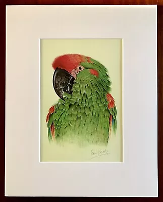 ‘Red Fronted Macaw’ Eric Peake MBE Artist Signed Print 14”x11” Overall Mount • £25