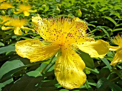 200+ Great St. Johns Wort Seeds Medicinal Herb Flower • $2.39