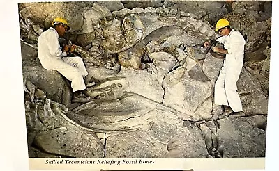 Skilled Technicians Reliefing Fossil Bones RPPC Camarasaurus Dinosaur Quarry Ctr • $5.91