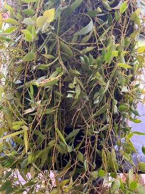 $65 • Buy Orchid Dockrilla / Dendrobium Pugioniforme Extra Large