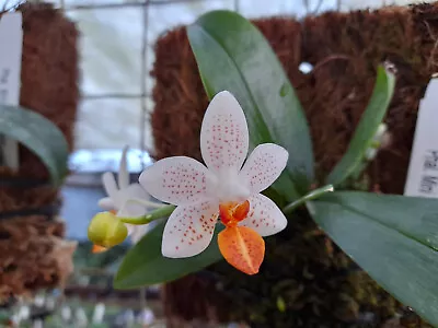 $65 • Buy FPOrchids Phal. Mini Mark 'Holin' - Mounted Flowering