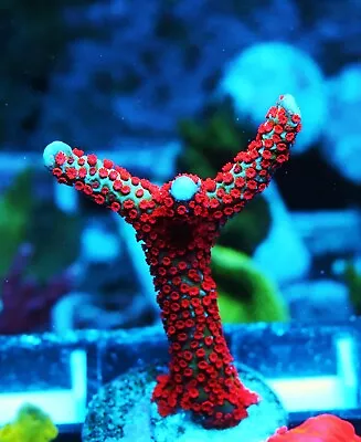 Forest Fire Digi Montipora Digitada Zoanthids Paly Zoa SPS LPS Corals WYSIWYG • $4.99