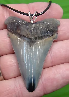 ANGUSTIDENS Shark Tooth Necklace - 2 & 3/8  - TOP 1% - MEGALODON ERA • $95