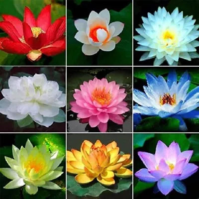 60 Colours Lotus/Water Lily Flower/Bonsai Lotus/Ponds / Bow/5 Fresh Seeds • £3.90